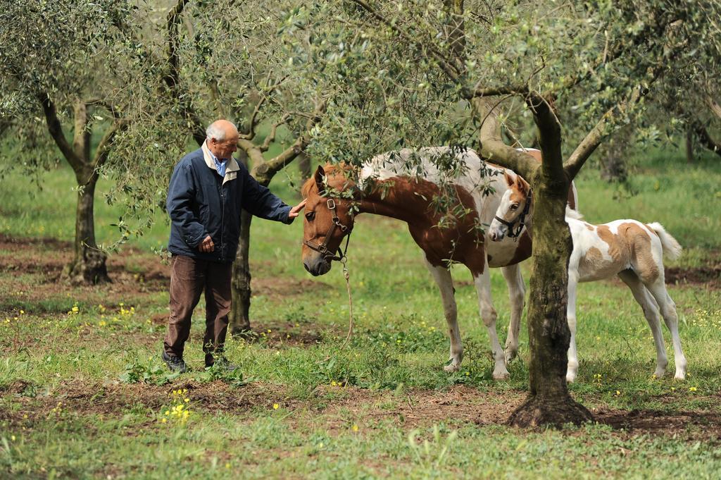 Agriturismo Frantoio Mafrica Limbadi Экстерьер фото