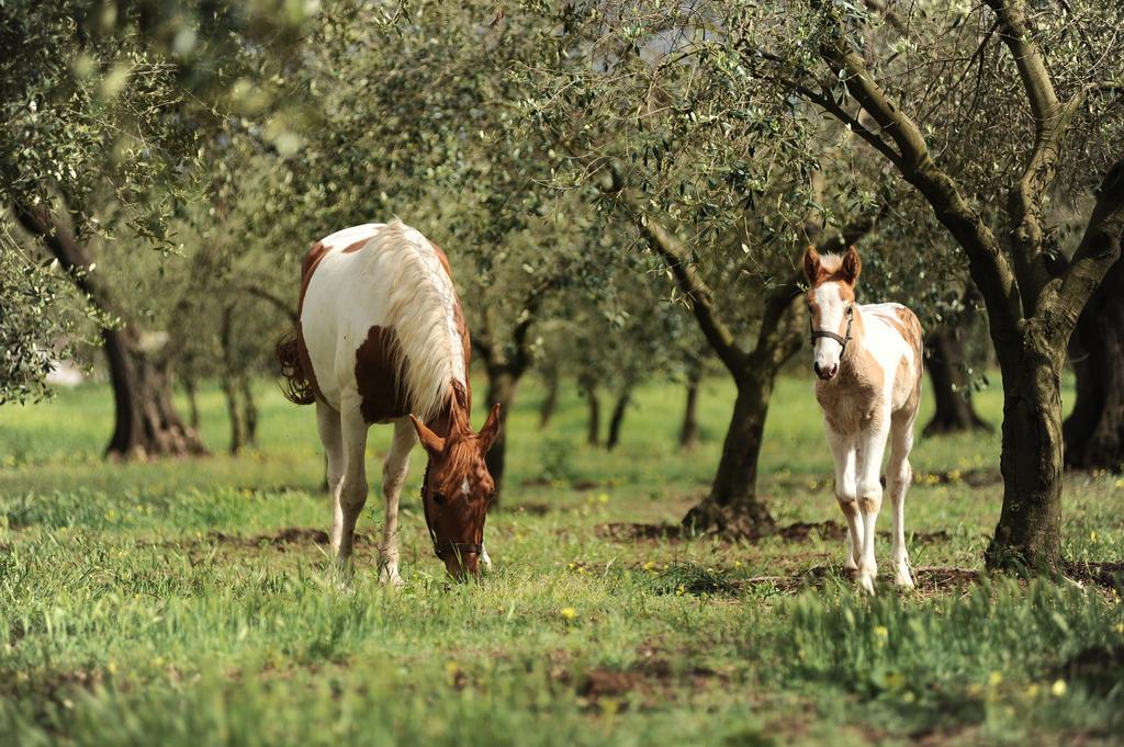 Agriturismo Frantoio Mafrica Limbadi Экстерьер фото