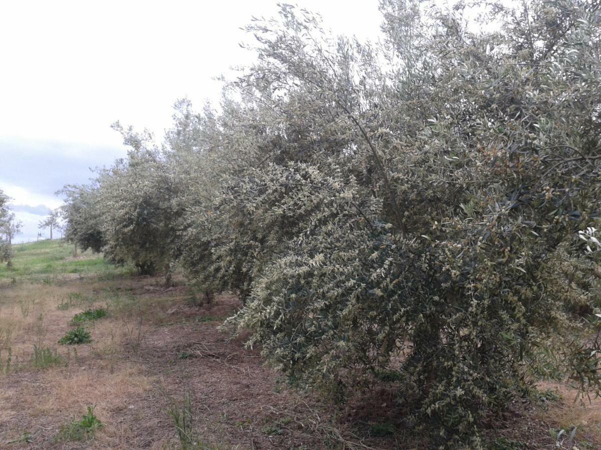 Agriturismo Frantoio Mafrica Limbadi Экстерьер фото